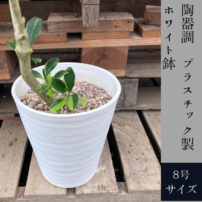 観葉植物 本物 【現品】 ☆希少☆ フィカス ファグラエア ベルテオアナ