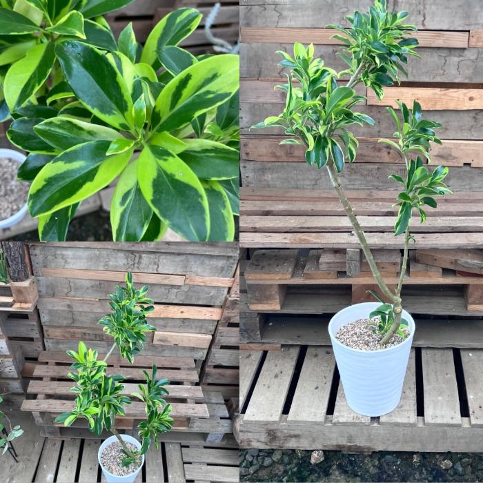 観葉植物 本物 【現品】 ☆希少☆ フィカス ファグラエア ベルテオアナ
