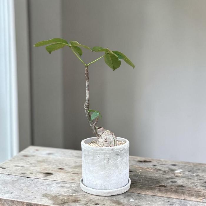 観葉植物 本物 【現品】 塊根植物 ボンバックス 1点もの 【希少