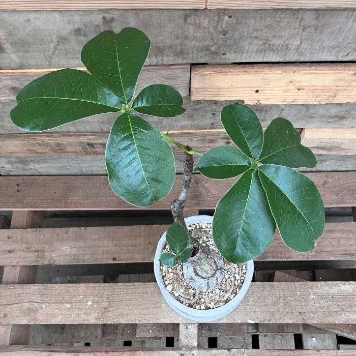 観葉植物 本物 【現品】 塊根植物 ボンバックス 1点もの 【希少