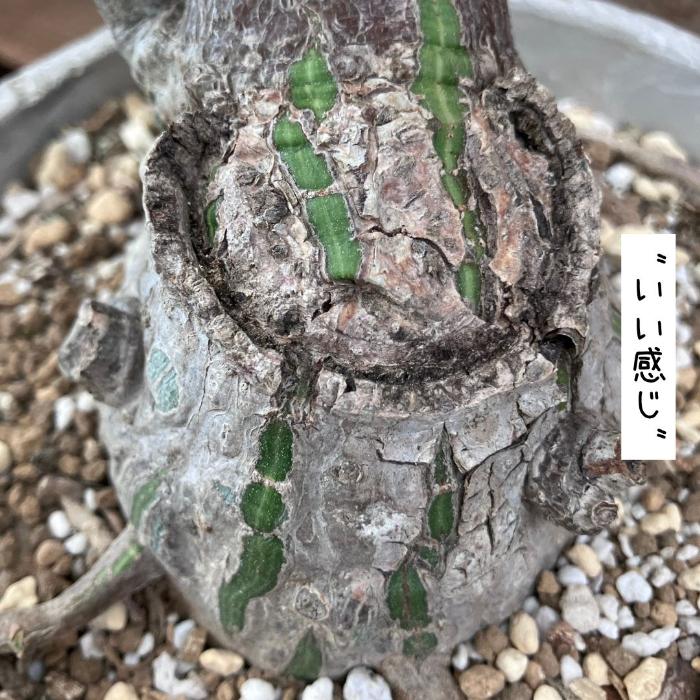 観葉植物 本物 【現品】 塊根植物 ボンバックス 1点もの 【希少