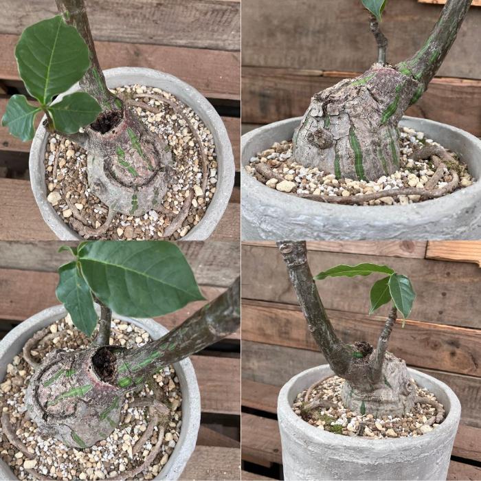 観葉植物 本物 【現品】 塊根植物 ボンバックス 1点もの 【希少