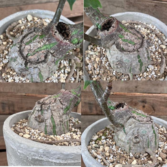 観葉植物 本物 【現品】 塊根植物 ボンバックス 1点もの 【希少