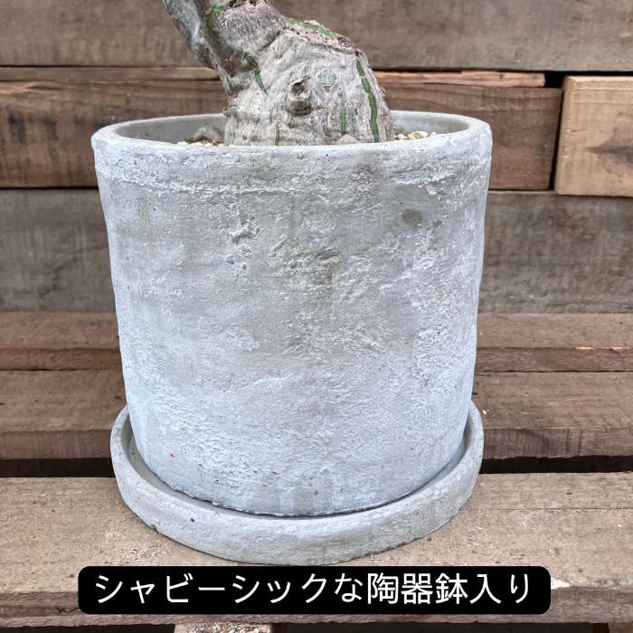 観葉植物 本物 【現品】 塊根植物 ボンバックス 1点もの 【希少