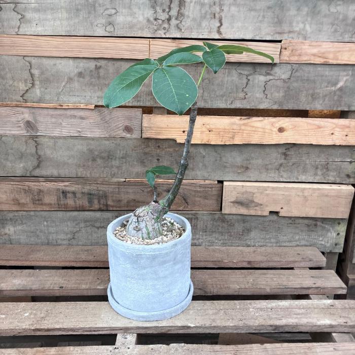 観葉植物 本物 【現品】 塊根植物 ボンバックス 1点もの 【希少