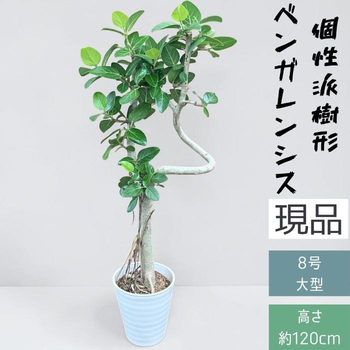 フィカス ベンガレンシス 曲がり 幹太 インテリア 観葉植物 ベンガルボダイジュ 観葉植物 本物 【現品販売】希少 個性派樹形 幹太 フィカス