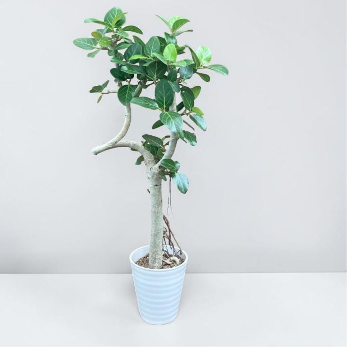 フィカス　ベンガレンシス　曲がり 幹太 8号 美品 観葉植物 本物 【現品販売】希少 個性派樹形 幹太 フィカス