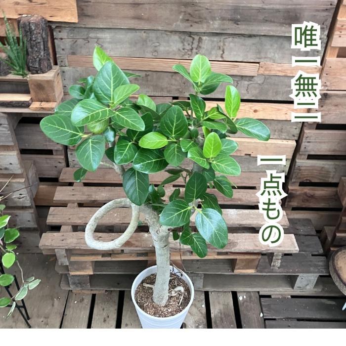観葉植物 本物 【現品販売】希少 個性派樹形 幹太 フィカス