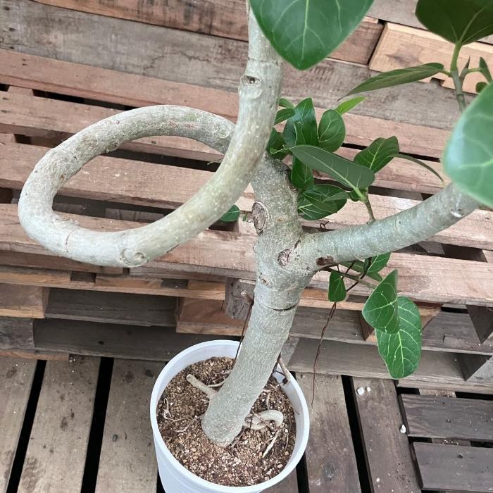 観葉植物 本物 【現品販売】希少 個性派樹形 幹太 フィカス