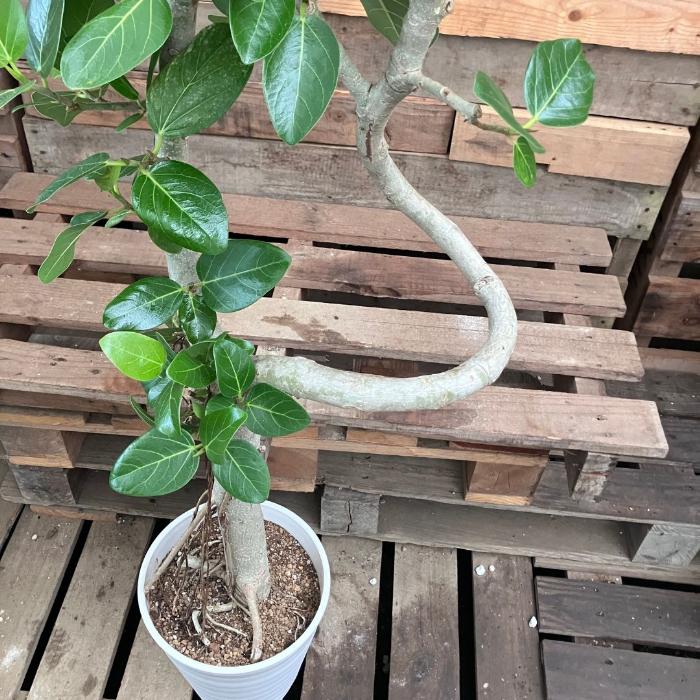 観葉植物 本物 【現品販売】希少 個性派樹形 幹太 フィカス