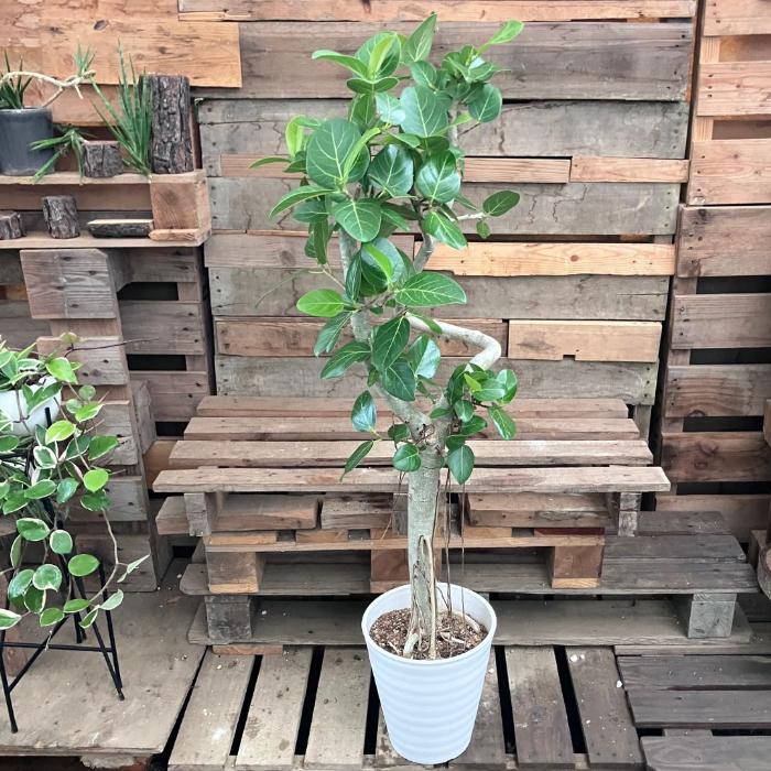 観葉植物 本物 【現品販売】希少 個性派樹形 幹太 フィカス