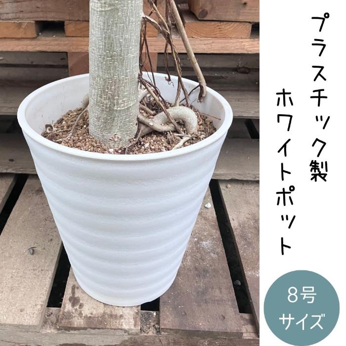 観葉植物 本物 【現品販売】希少 個性派樹形 幹太 フィカス