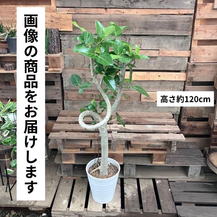観葉植物 本物 【現品販売】希少 個性派樹形 幹太 フィカス