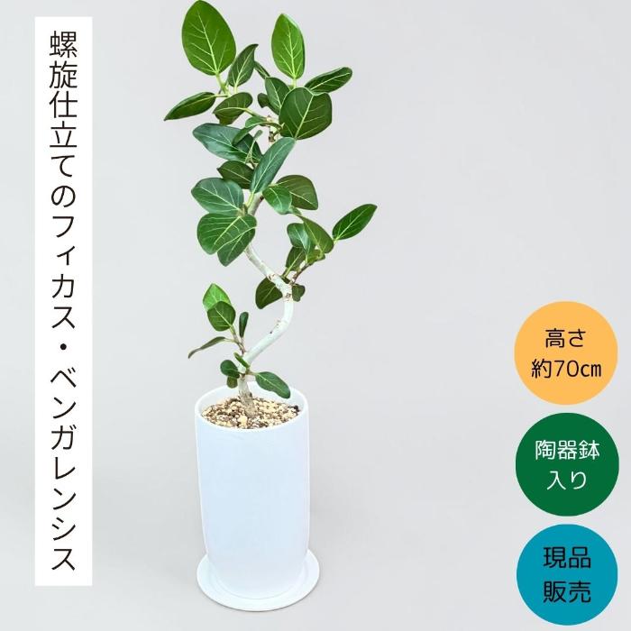 観葉植物 本物 【現品】 唯一無二　らせん樹形のフィカス　ベンガレンシス　新品　　001986