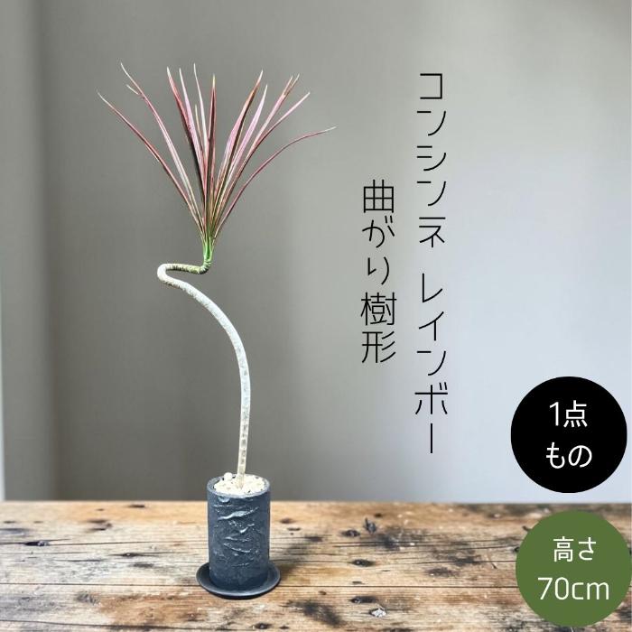 ドラセナ コンシンネ 曲がり樹形 約160cm 大型 観葉植物 室内管理 観葉植物 本物 ☆現品・新品☆ ドラセナ・コンシンネ “レインボー