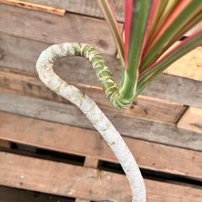 観葉植物 本物 ☆現品・新品☆ ドラセナ・コンシンネ “レインボー