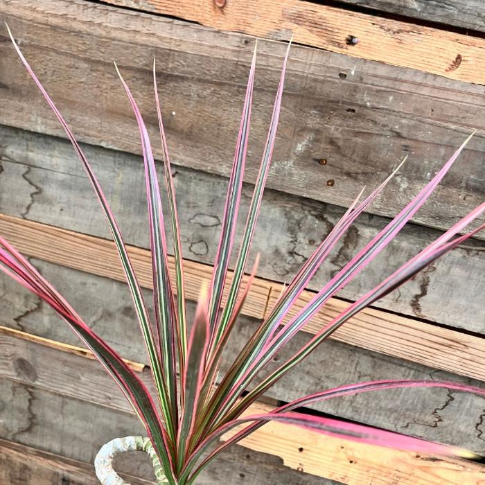 観葉植物 本物 ☆現品・新品☆ ドラセナ・コンシンネ “レインボー
