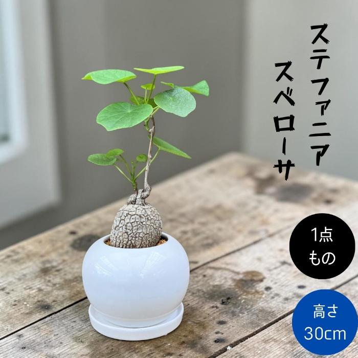 観葉植物 塊根植物 本物 【1点もの】☆現品販売☆ 新品 ステファニア