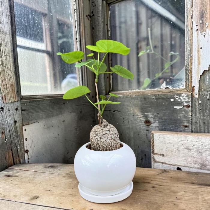 観葉植物 塊根植物 本物 【1点もの】☆現品販売☆ 新品 ステファニア