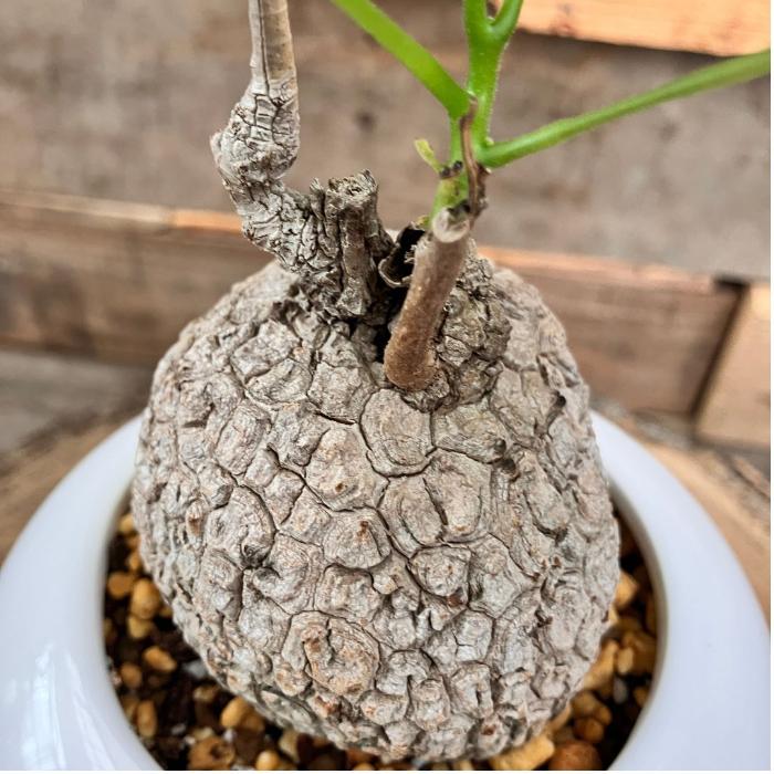 観葉植物 塊根植物 本物 【1点もの】☆現品販売☆ 新品 ステファニア