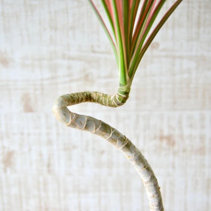 観葉植物 本物 ☆数量限定☆新品☆ ドラセナ・コンシンネ “レインボー