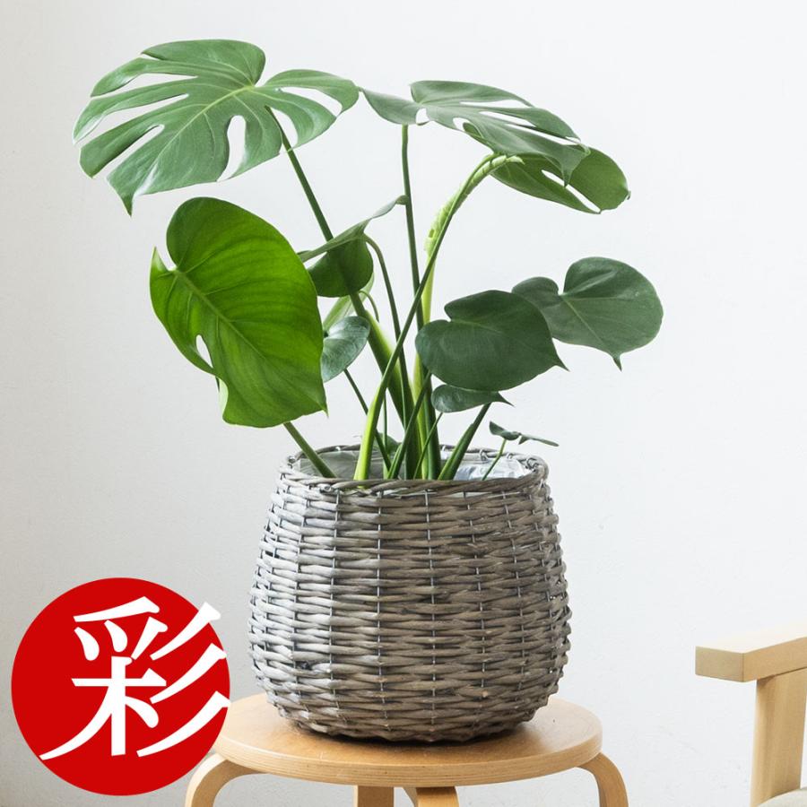 観葉植物 本物 6号鉢 ボールバスケット鉢カバー付きセット モンステラ サンスベリア クルシア・ロゼア ザミオクルカス アレカヤシ ユッカ アンスリウム 母の日（Yahoo!・観葉植物の専門店 彩植健美）