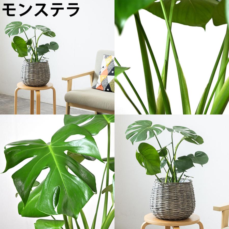 サムゲタンです♪3点セット！モンステラ1①アレカヤシ2 苗　苗木　観葉植物 観葉植物 本物 6号鉢 ボールバスケット鉢カバー付きセット モンステラ