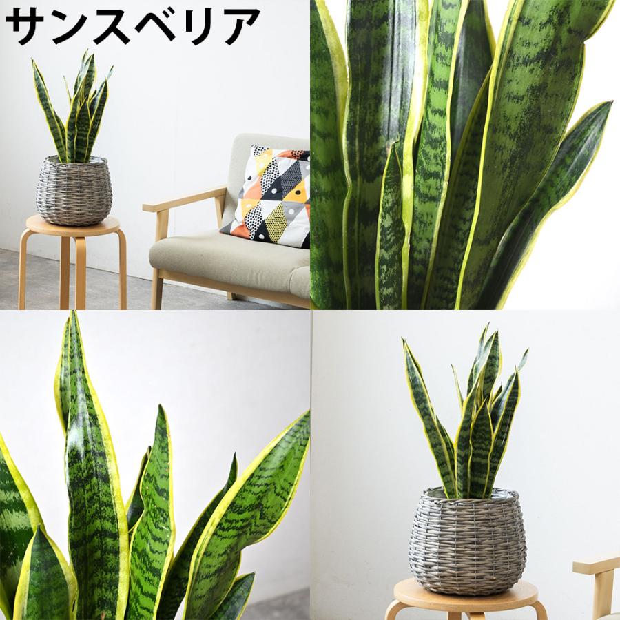 観葉植物 本物 6号鉢 ボールバスケット鉢カバー付きセット モンステラ