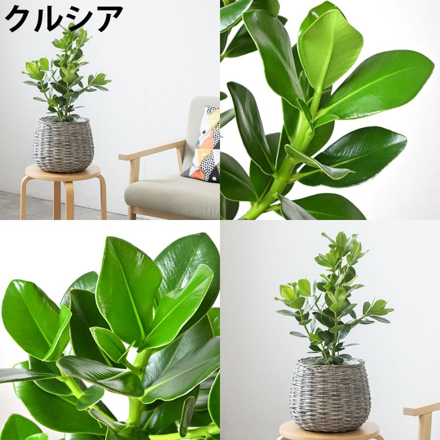 観葉植物 本物 6号鉢 選べる ボールバスケット鉢カバー付きセット