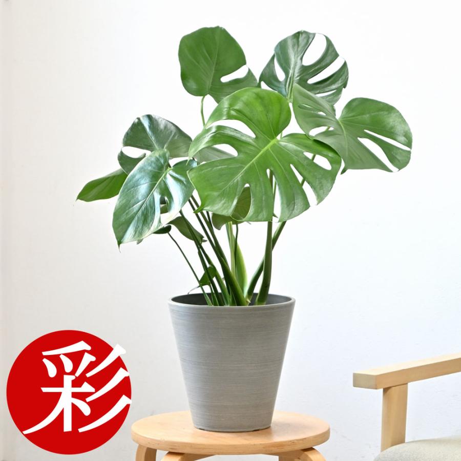 観葉植物 本物 6号鉢 ライトチャコール鉢カバー付きセット モンステラ