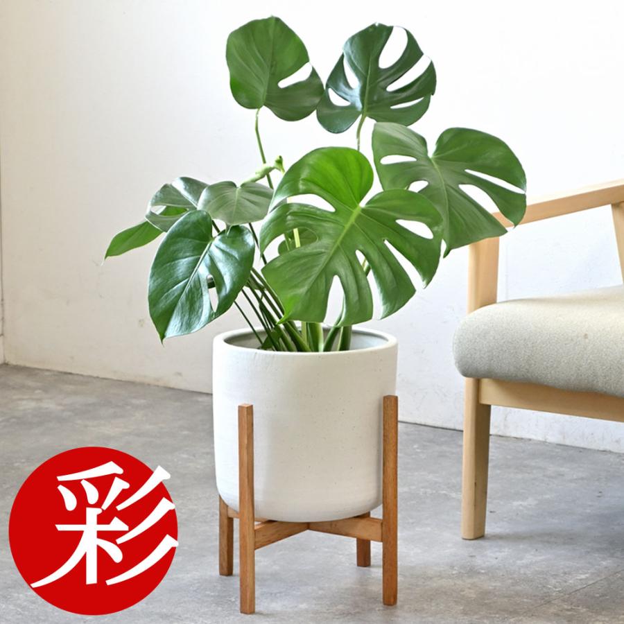 大特価！5鉢価格！アロカシア　アレカヤシ　モンステラ　ポトス　苗　苗木　観葉植物 観葉植物 本物 8号鉢 種類 選べる セラアート鉢 アレカヤシ