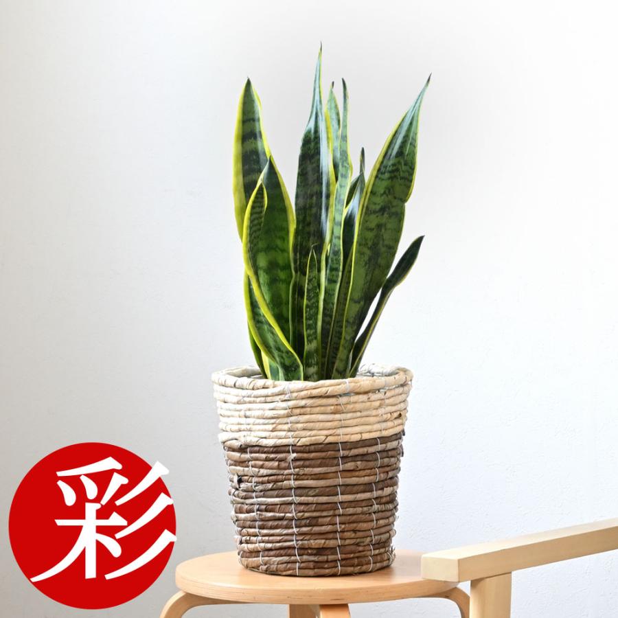 観葉植物 サンスベリア 6号 国内最安値 鉢カバー 付き セット インテリア おしゃれ ローレンティ 室内用 大型 人気