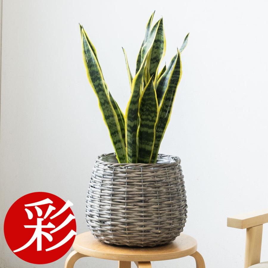 観葉植物 本物 サンスベリア ・ローレンティー 6号鉢 ボールバスケット