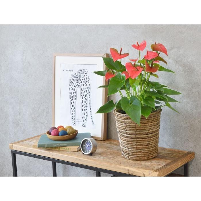 観葉植物 アンスリウム 6号 鉢カバー 付き セット 大型 室内用 インテリア おしゃれ アンスリューム ロイヤル ピンクチャンピオン 通販 人気 母の日 Km 観葉植物の専門店 彩植健美 通販 Yahoo ショッピング