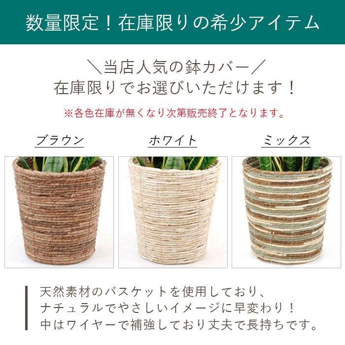 観葉植物 本物 アンスリウム 6号鉢 鉢カバー 付き セット 中型