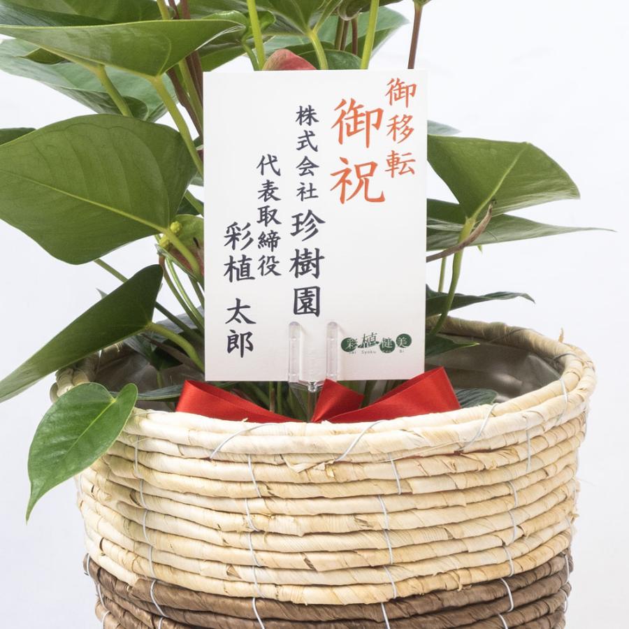 観葉植物 本物 アンスリウム 6号鉢 鉢カバー 付き セット 中型