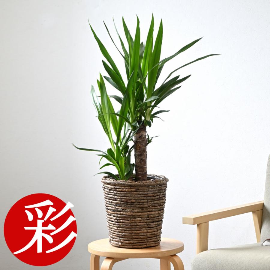 観葉植物 本物 ユッカ・エレファンティペス 6号鉢 ブラウン鉢カバー 