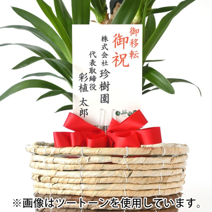 観葉植物 本物 ユッカ・エレファンティペス 6号鉢 ブラウン鉢カバー