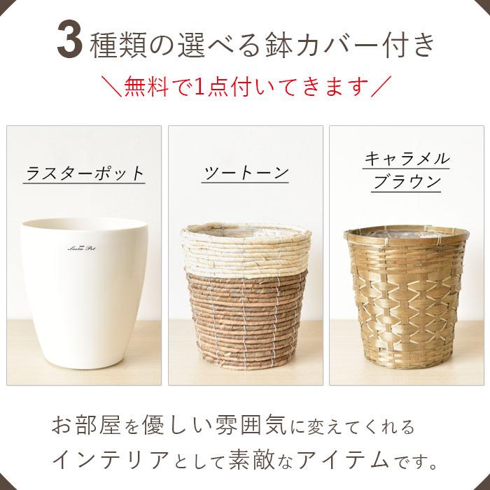 観葉植物 本物 ユッカ・エレファンティペス 6号鉢 3種類から選べる鉢