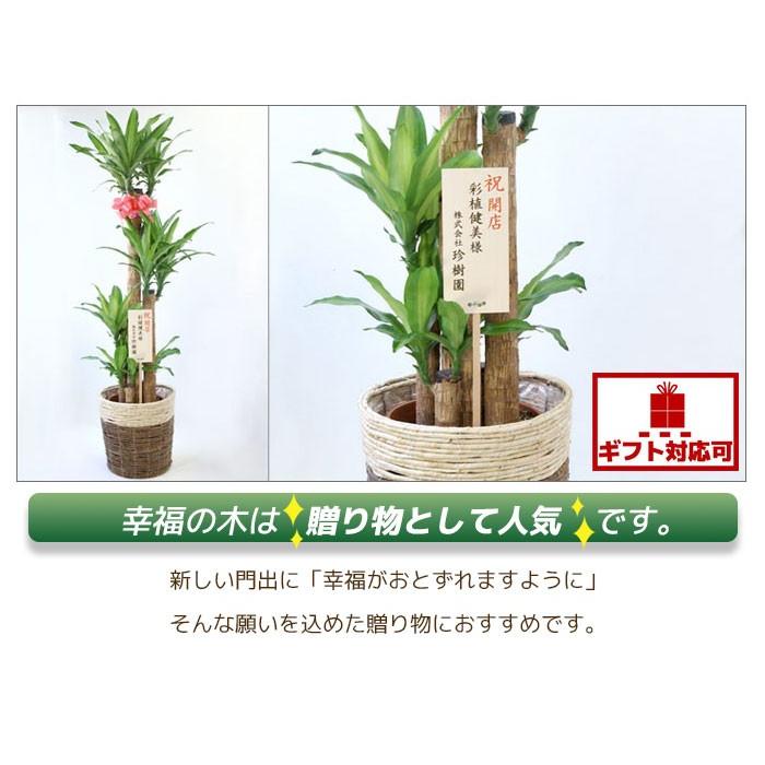 観葉植物 幸福の木 ドラセナ マッサンゲアナ 6号 鉢カバー付き セット 大型 室内用 インテリア おしゃれ 通販 人気 Km 観葉植物の専門店 彩植健美 通販 Yahoo ショッピング