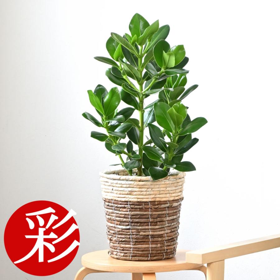 1494円 在庫あり 観葉植物 クルシア ロゼア 6号 鉢カバー 付き セット 大型 室内用 インテリア おしゃれ クルシャ 通販 人気 父の日