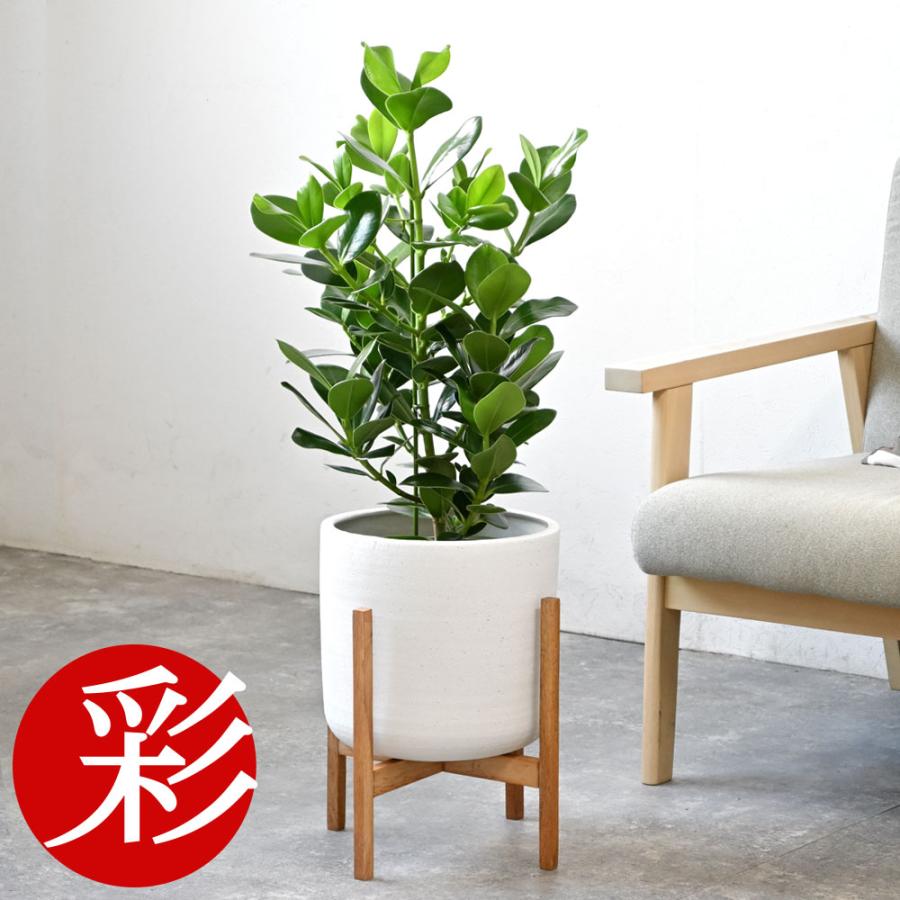 観葉植物 本物 クルシア・ロゼア 6号 ルーケト鉢カバー 付き セット