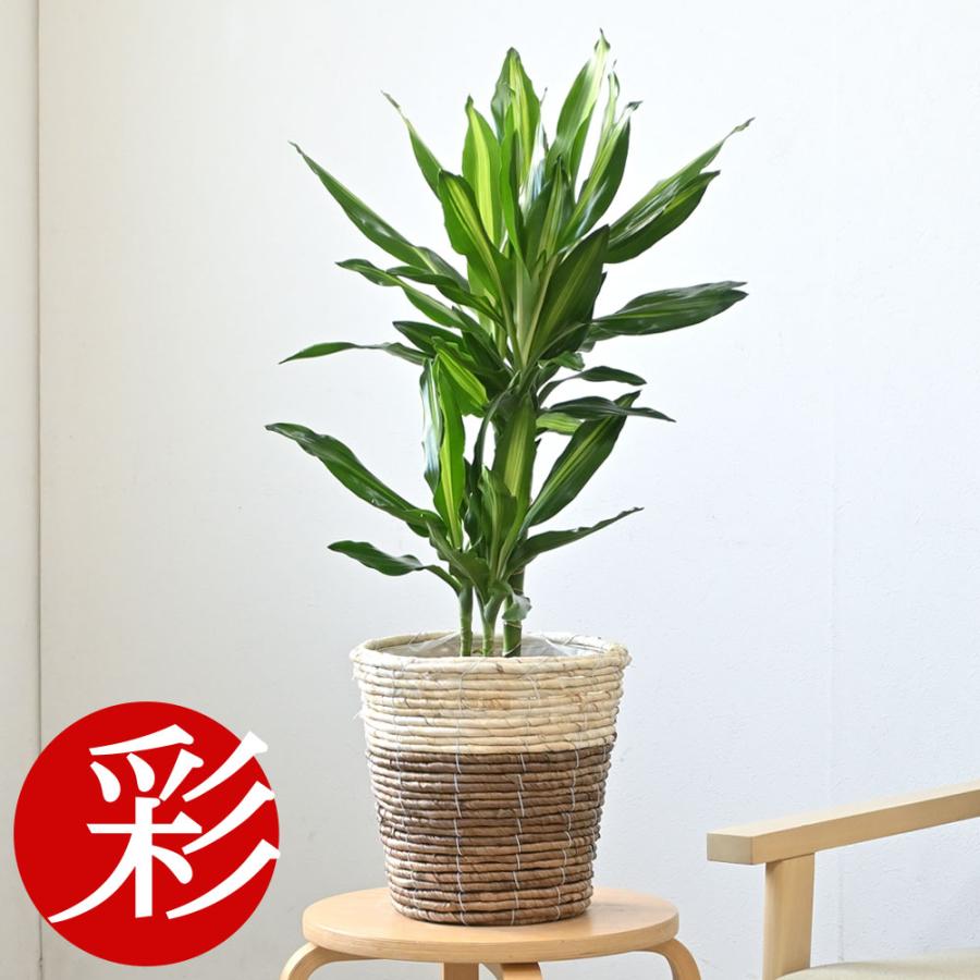 観葉植物 本物 ドラセナ・ジェレ 6号鉢 鉢カバー 付き セット 中型