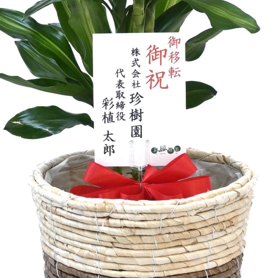 観葉植物 本物 ドラセナ・ジェレ 6号鉢 鉢カバー 付き セット 中型