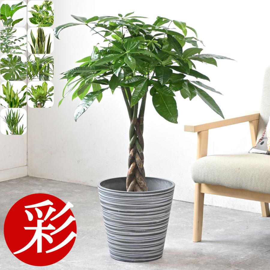 ●２０５　3段トレー　多肉植物トレー　木製プランター　多肉植物　観葉植物　パキラ　モンステラ　サンスベリア　ドラセナ　ウッドプランター　フラワースタンド　ハンドメイド 楽天市場】選べる観葉植物 6号鉢 モンステラ サンスベリア