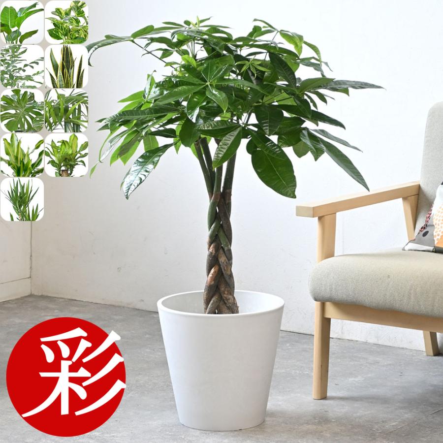 観葉植物 本物 7号鉢 選べる ガルボ鉢カバー付きセット パキラ モンステラ サンスベリア ユッカ ゲッキツ メキシコケンチャヤシ ウンベラータ 幸福の木 母の日（Yahoo!・観葉植物の専門店 彩植健美）