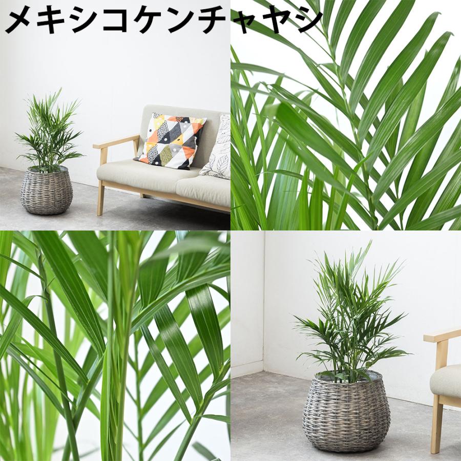 観葉植物 本物 7号鉢 種類 選べる ボールバスケット鉢カバー付きセット