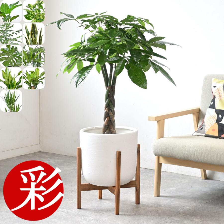 観葉植物 本物 7号鉢 種類 選べる ルーケト鉢カバー付きセット パキラ