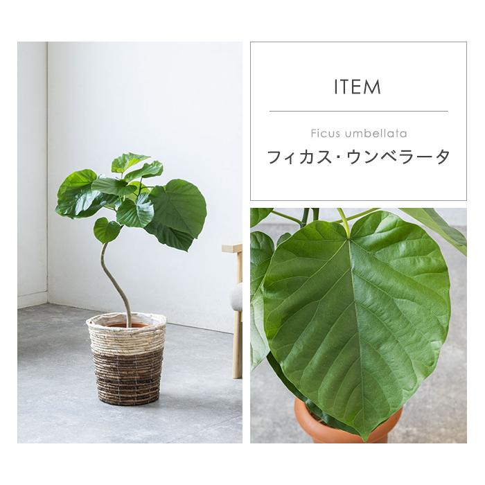 観葉植物 7号鉢 種類 選べる 鉢カバー付きセット パキラ モンステラ ポトス サンスベリア ユッカ ゲッキツ メキシコケンチャヤシ ウンベラータ 幸福の木 父の日｜saisyokukenbi｜11