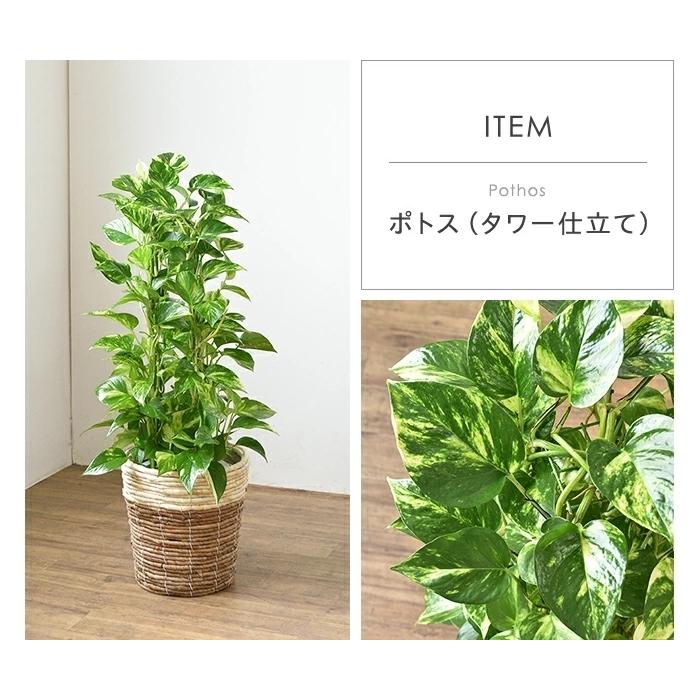 観葉植物 種類 選べる 大型 7号鉢 パキラ サンスベリア ポトス 幸福の木 ケンチャヤシ ドラセナ ユッカ 室内 インテリア おしゃれ Km 観葉植物の専門店 彩植健美 通販 Yahoo ショッピング